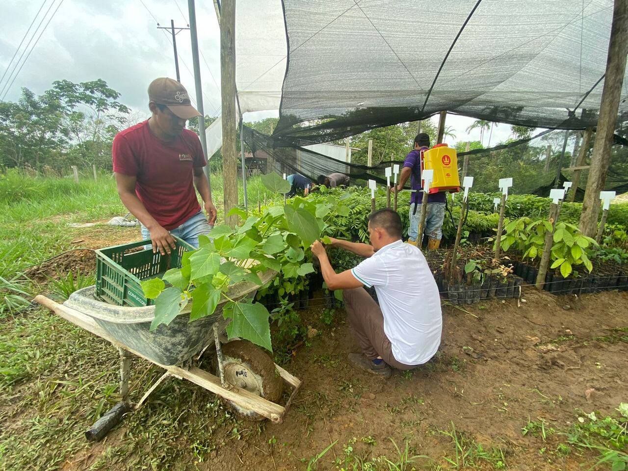 La red  de viverismo comunitario de la Amazonía,  es una proyecto de reforestación que conforman más de 1300 personas de diferenes regiones.