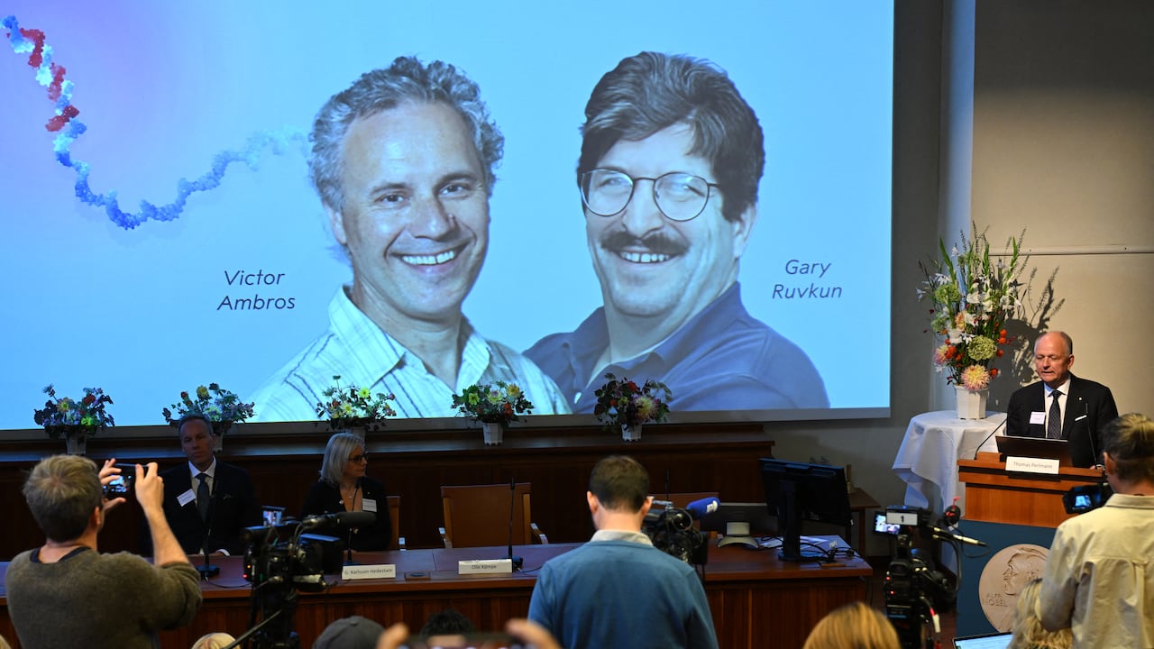 Olle Kaempe, member of the Nobel Assembly, speaks to the media in front of a screen displaying a picture of this year's laureates Victor Ambros and Gary Ruvkum during the announcement of the winners of the 2024 Nobel Prize in Physiology or Medicine at the Karolinska Institute in Stockholm on October 7, 2024. Victor Ambros and Gary Ruvkum won the Nobel medicine prize on October 7, 2024 for the discovery of microRNA and its role in how gene activity is regulated, the Nobel jury said. (Photo by Jonathan NACKSTRAND / AFP)