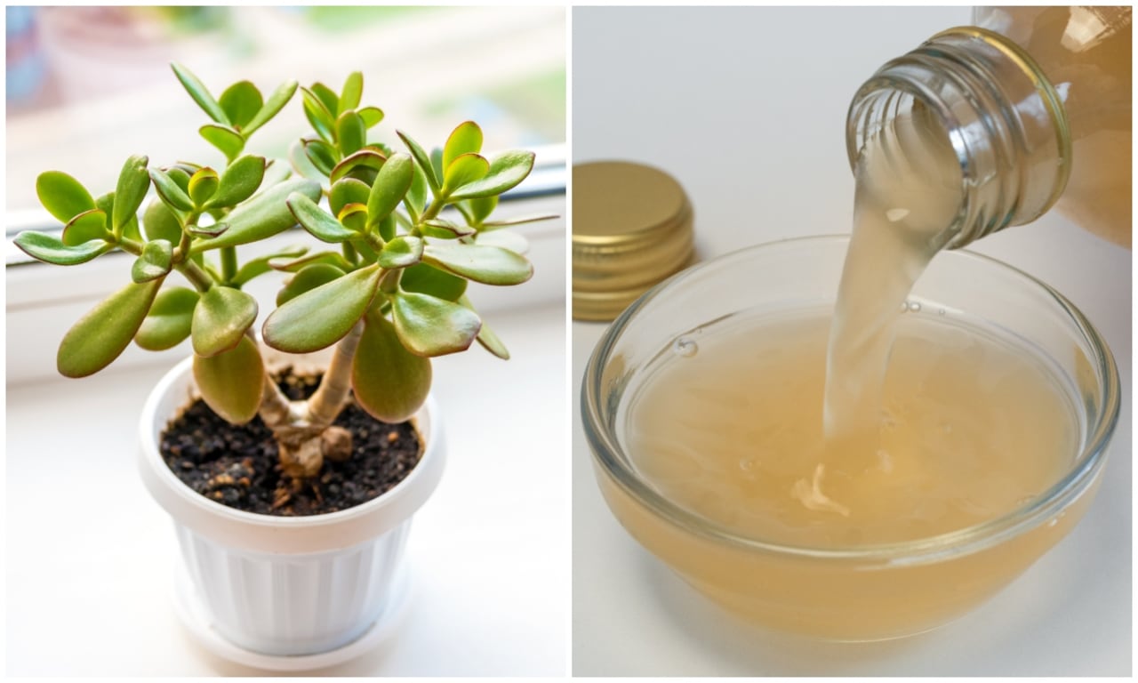 Planta de jade y vinagre.