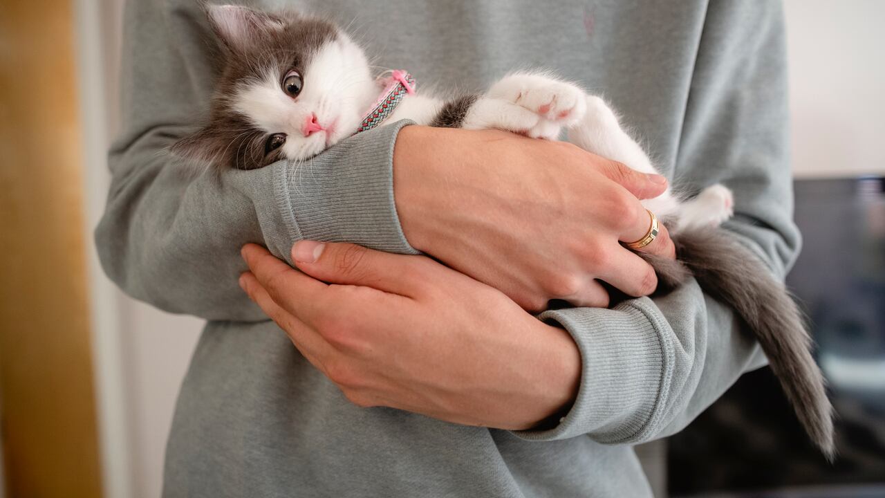 En un mundo donde las oportunidades de empleo pueden ser diversas, una oferta de trabajo en particular ha llamado la atención: un empleo bien remunerado por dedicarse exclusivamente a abrazar gatitos en Florida.