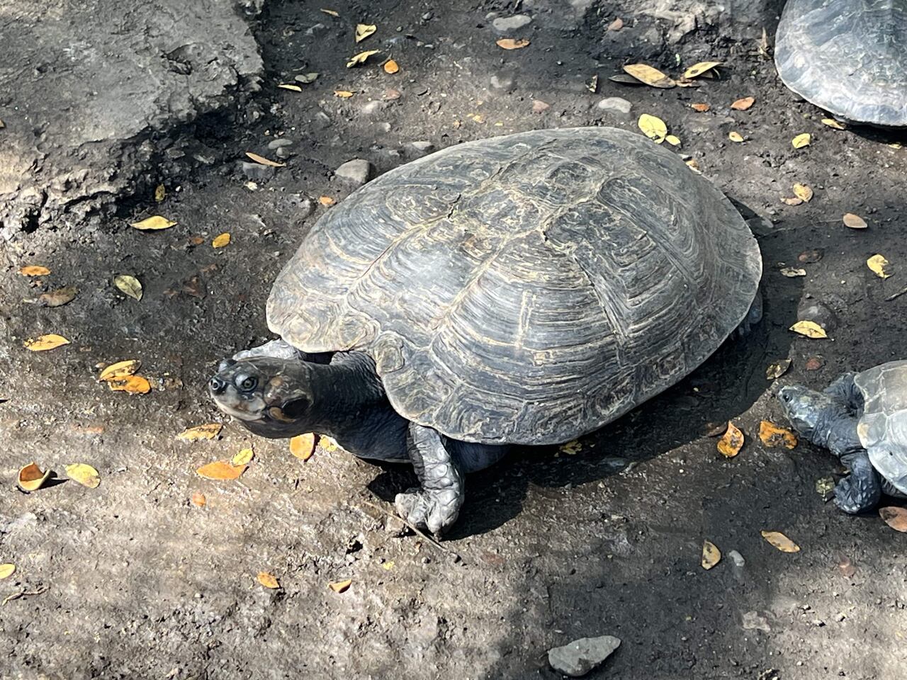 49 tortugas charapa vuelven al Putumayo tras recuperación en el Dagma