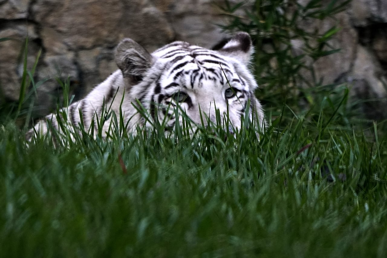 Inauguración Asia Fantástica en el Zoológico de Cali, un espacio nuevo para conocer nuevas especies de fauna y de la cultura oriental. Fotos Jorge Orozco / El País.