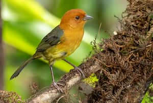 El pinzón pecho ocre es una de las aves avistadas en Chámeza, Casanare.
