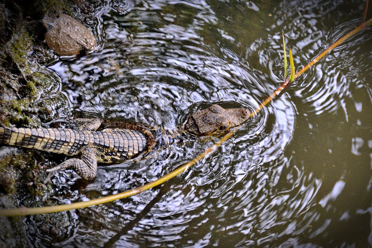 La Corporación Autónoma Regional del Valle del Cauca (CVC) realiza periódicamente liberaciones de fauna silvestre rescatada del tráfico ilegal y entregas voluntarias en el Pacífico colombiano, devolviendo especies como tortugas, caimanes y boasa su hábitat natural tras procesos de rehabilitación, reforzando su mensaje de que los animales silvestres no son mascotas y promoviendo la denuncia de tráfico ilegal.