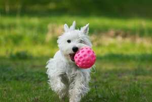 Perro Westie jugando con pelota de goma rosa