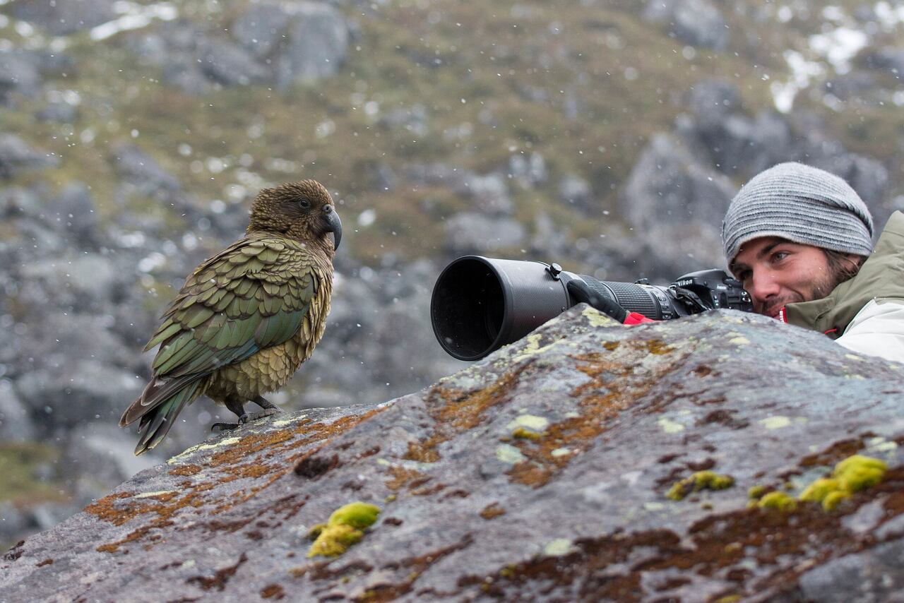 Foto tomada en las montañas de Nueva Zelanda, con un loro kea.