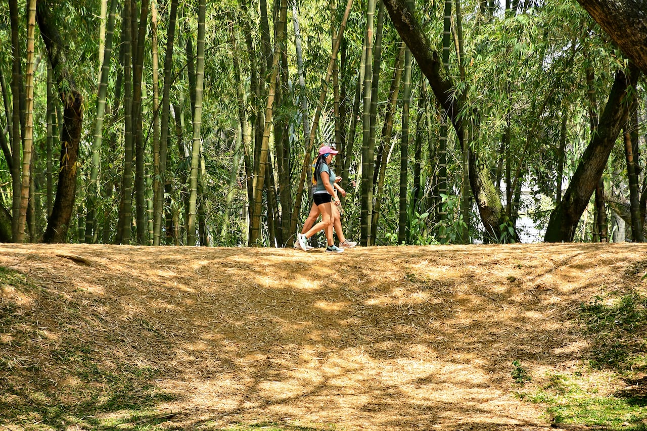Cali tiene déficit de zonas verdes y árboles por cada habitante, lo que ha hecho que las islas de calor se intensifiquen en algunas zonas de la ciudad.Fotos Wirman Rios / El Pais.