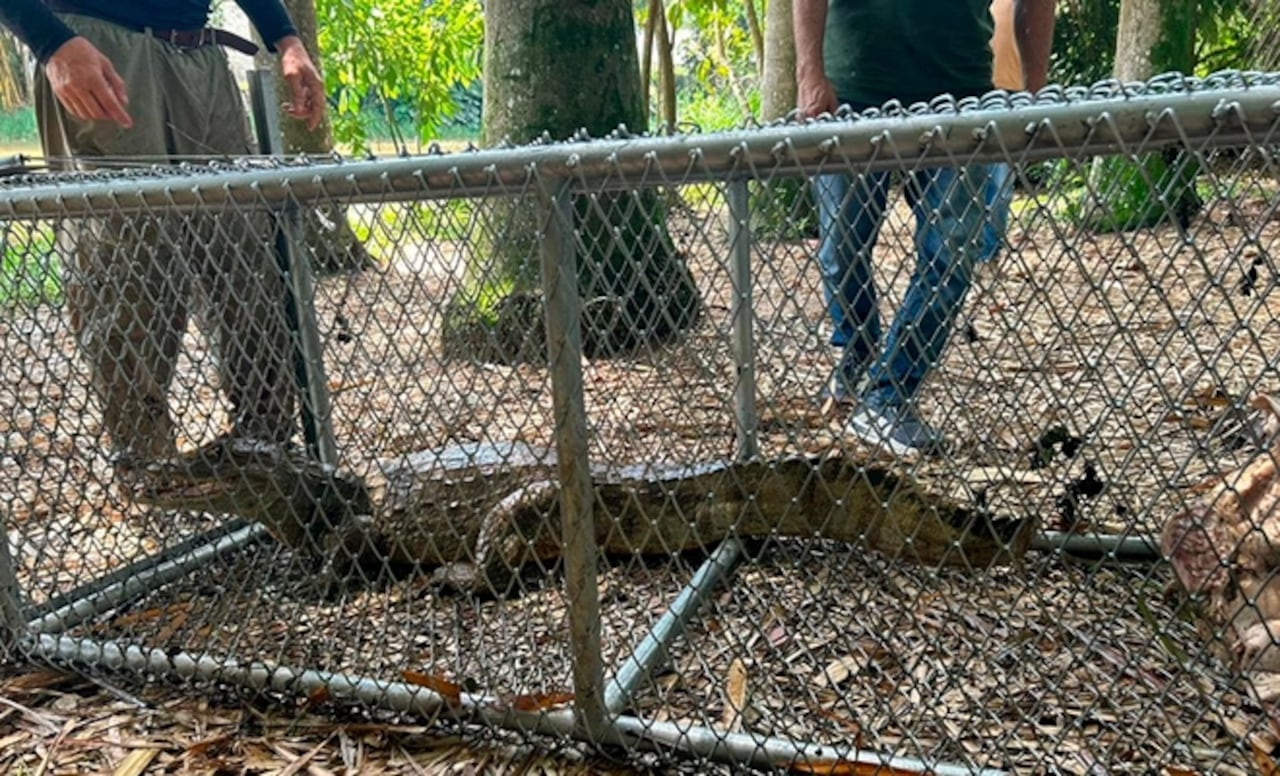El humedal Lago de la Babilla tiene una población amplia de babillas en la actualidad.