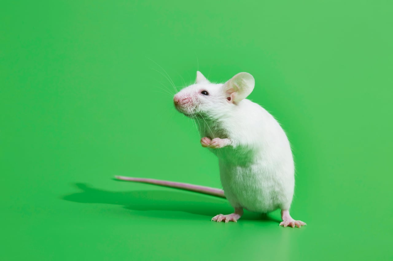 Una solución natural y efectiva: el uso de la menta para deshacerse de los ratones.