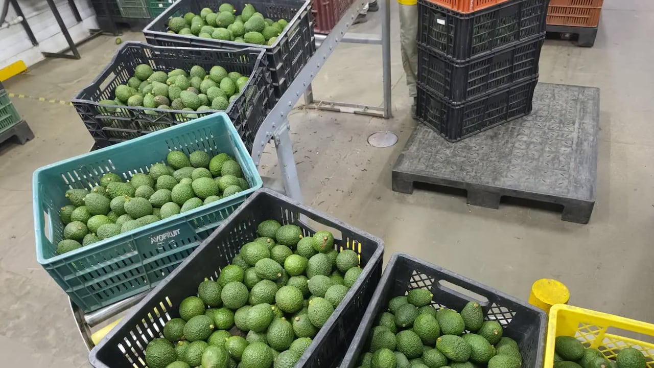 Con el respaldo institucional y el compromiso de los productores, Piendamó proyecta al Cauca como un actor competitivo en el comercio internacional del aguacate Hass.