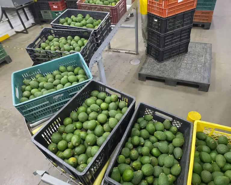 Con el respaldo institucional y el compromiso de los productores, Piendamó proyecta al Cauca como un actor competitivo en el comercio internacional del aguacate Hass.