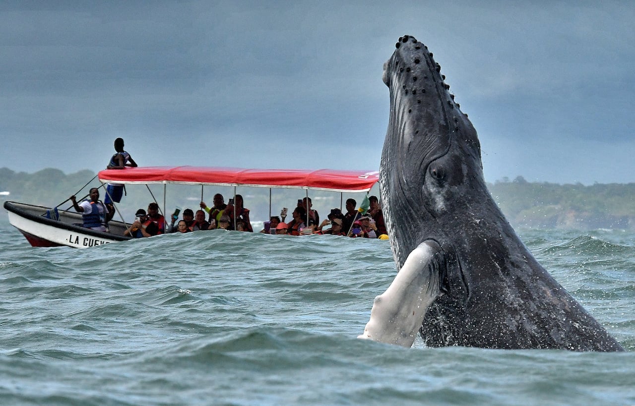 Cada año, entre julio y octubre, las ballenas jorobadas recorren cerca de 8.500 kilómetros desde la Antártida y el sur de Chile para llegar al Pacífico Colombiano. Con un peso de hasta 30.000 kilogramos, esta imponente especie encuentra en Bahía Málaga un destino estratégico para cumplir su etapa reproductiva. Fotos RAÚL PALACIOS / El País.