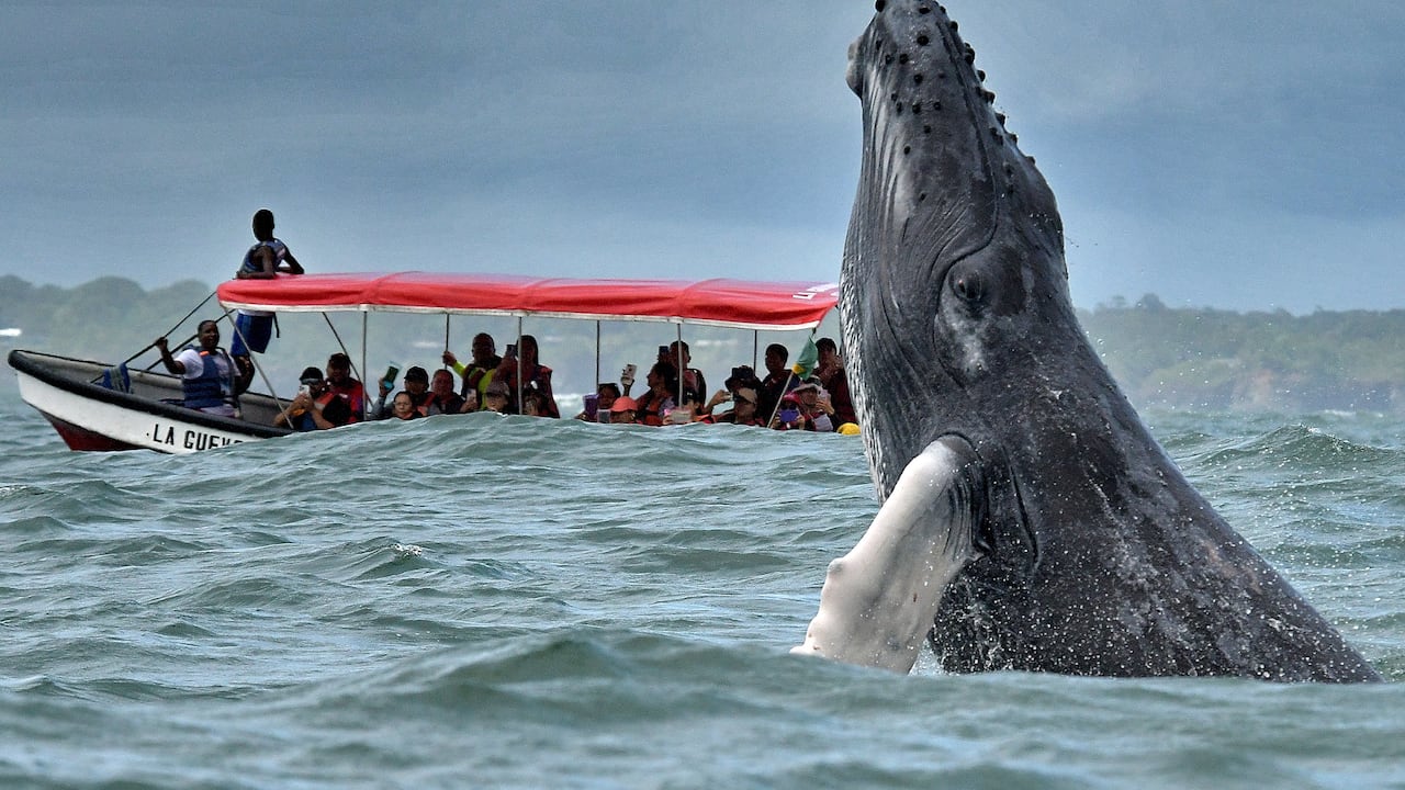 Cada año, entre julio y octubre, las ballenas jorobadas recorren cerca de 8.500 kilómetros desde la Antártida y el sur de Chile para llegar al Pacífico Colombiano. Con un peso de hasta 30.000 kilogramos, esta imponente especie encuentra en Bahía Málaga un destino estratégico para cumplir su etapa reproductiva. Fotos RAÚL PALACIOS / El País.