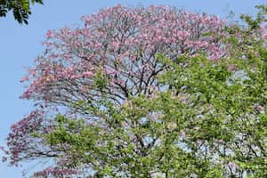 En diferentes partes de la ciudad, se puede observar que ya comienzan a florecer los guayacanes.