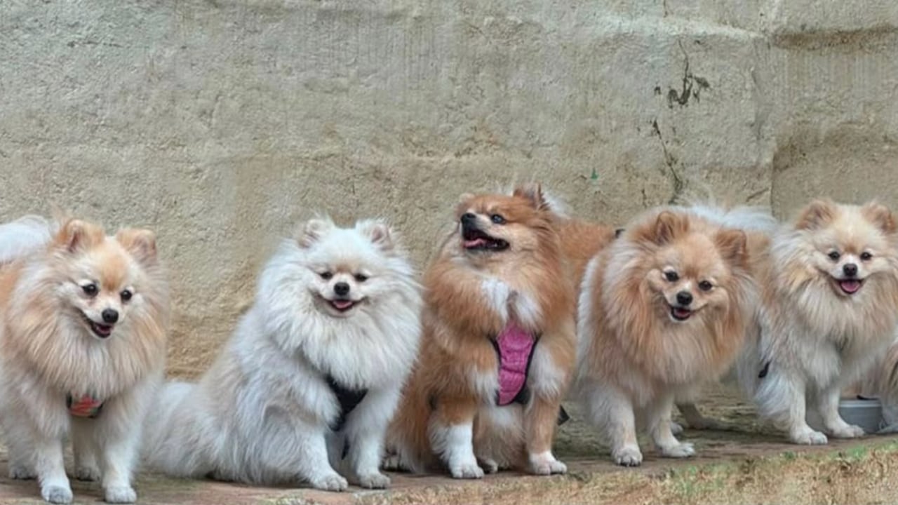 Cinco perros Pomerania fueron hurtados en Cali.