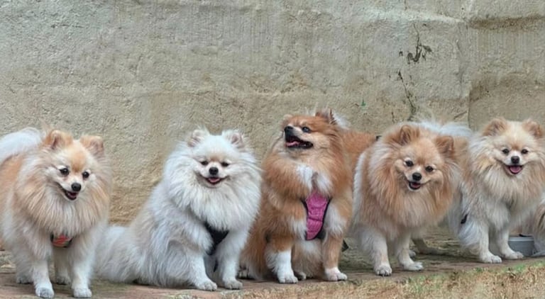 Cinco perros Pomerania fueron hurtados en Cali.