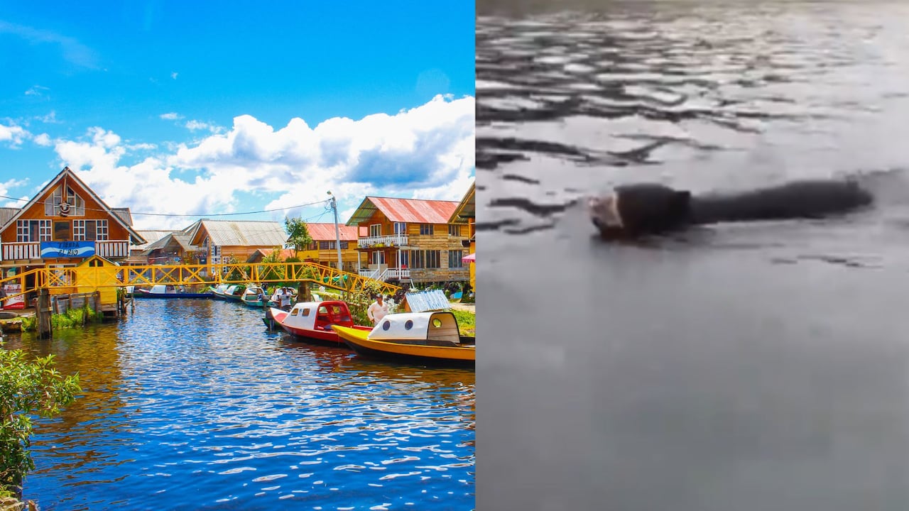 Esta escena del oso andino nadando en la Laguna de la Cocha es poco común, ya que no se encuentra en su hábitat natural.