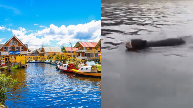 Esta escena del oso andino nadando en la Laguna de la Cocha es poco común, ya que no se encuentra en su hábitat natural.