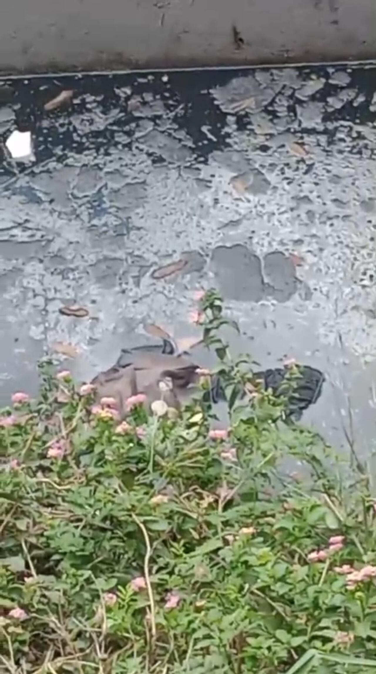 El hombre había sido visto minutos antes sentado al borde del canal de aguas lluvias.