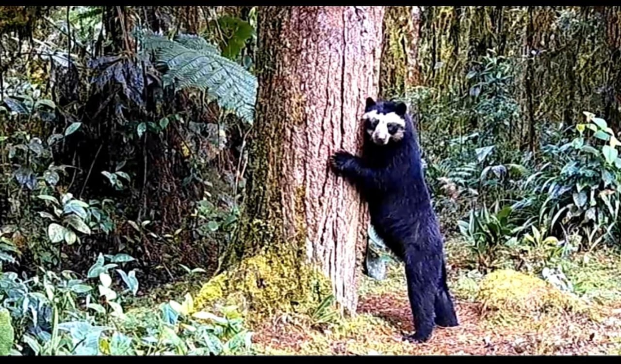 140 MIL REGISTROS Y 339 ESPECIES DE FAUNA SILVESTRE SON LOS RESULTADOS DE LA RED DE CÁMARAS TRAMPA DE LAS AUTORIDADES AMBIENTALES REGIONALES