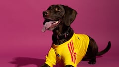La multinacional deportiva presentó una colección oficial que permitirá a los caninos lucir los colores de la tricolor.