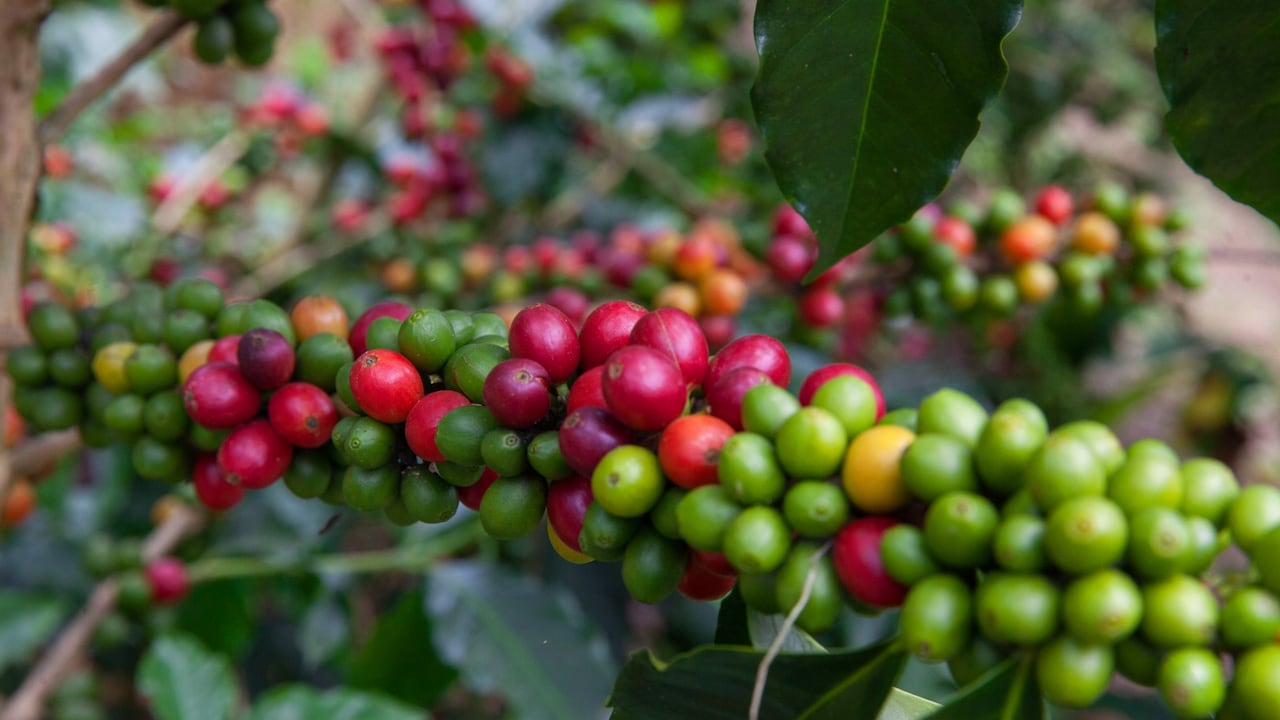 39 Coffee, la marca del Valle que estará en el Giro de Rigo.