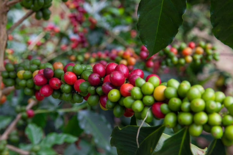 39 Coffee, la marca del Valle que estará en el Giro de Rigo.