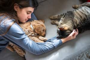 Desde estudios neurocientíficos hasta observaciones de comportamiento, los científicos y expertos en mascotas han intentado desentrañar el enigma detrás de la inteligencia relativa de gatos y perros.