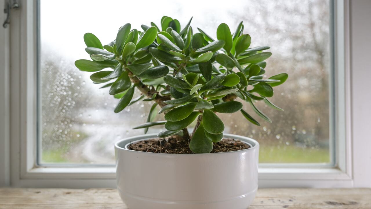 Esta planta es una gran opción para remplazar al árbol de jade.
