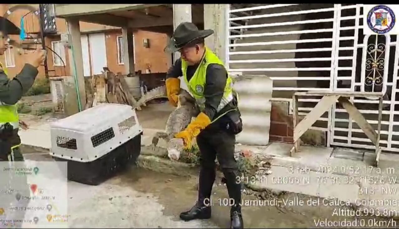 Babilla encontrada en el barrio Bonanza en Jamundí