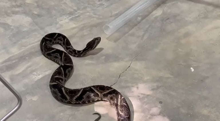 La serpiente será tratada y posteriormente liberada por el Dagma.