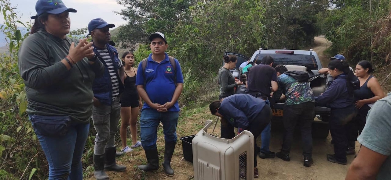 Los ejemplares permanecerán bajo valoración veterinaria antes de que las autoridades definan si pueden regresar a un hábitat natural.