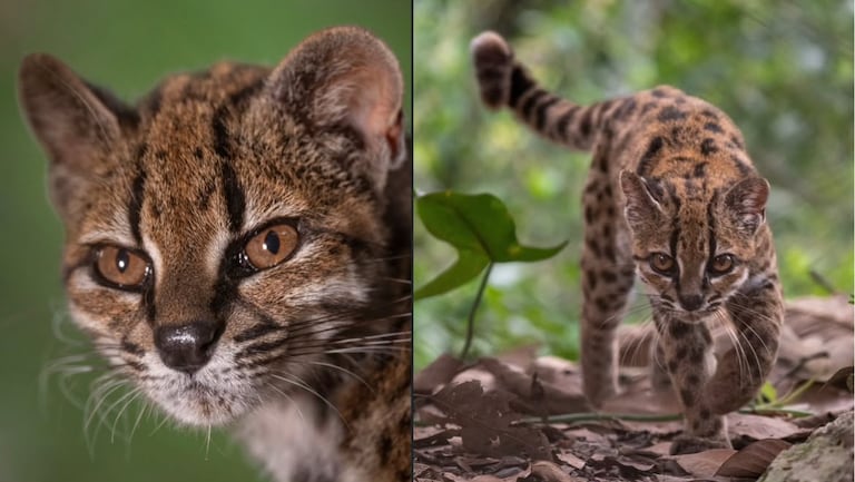 Científicos identifican al gato tilcayo, una especie de felino que había pasado inadvertida