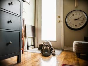 Observar el comportamiento de tu perro puede ayudarte a comprender mejor su bienestar emocional.