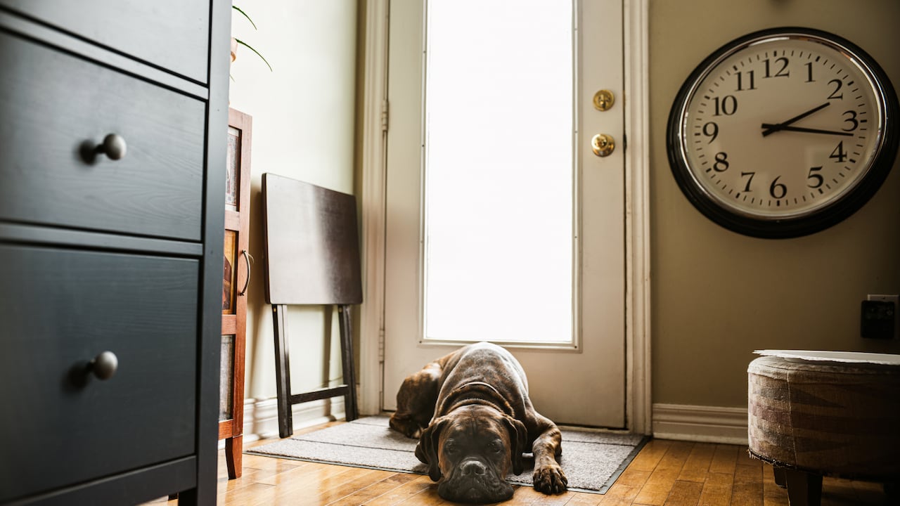 ¿Tu perro parece estar actuando de manera diferente últimamente? Podría ser un signo de algo más profundo.