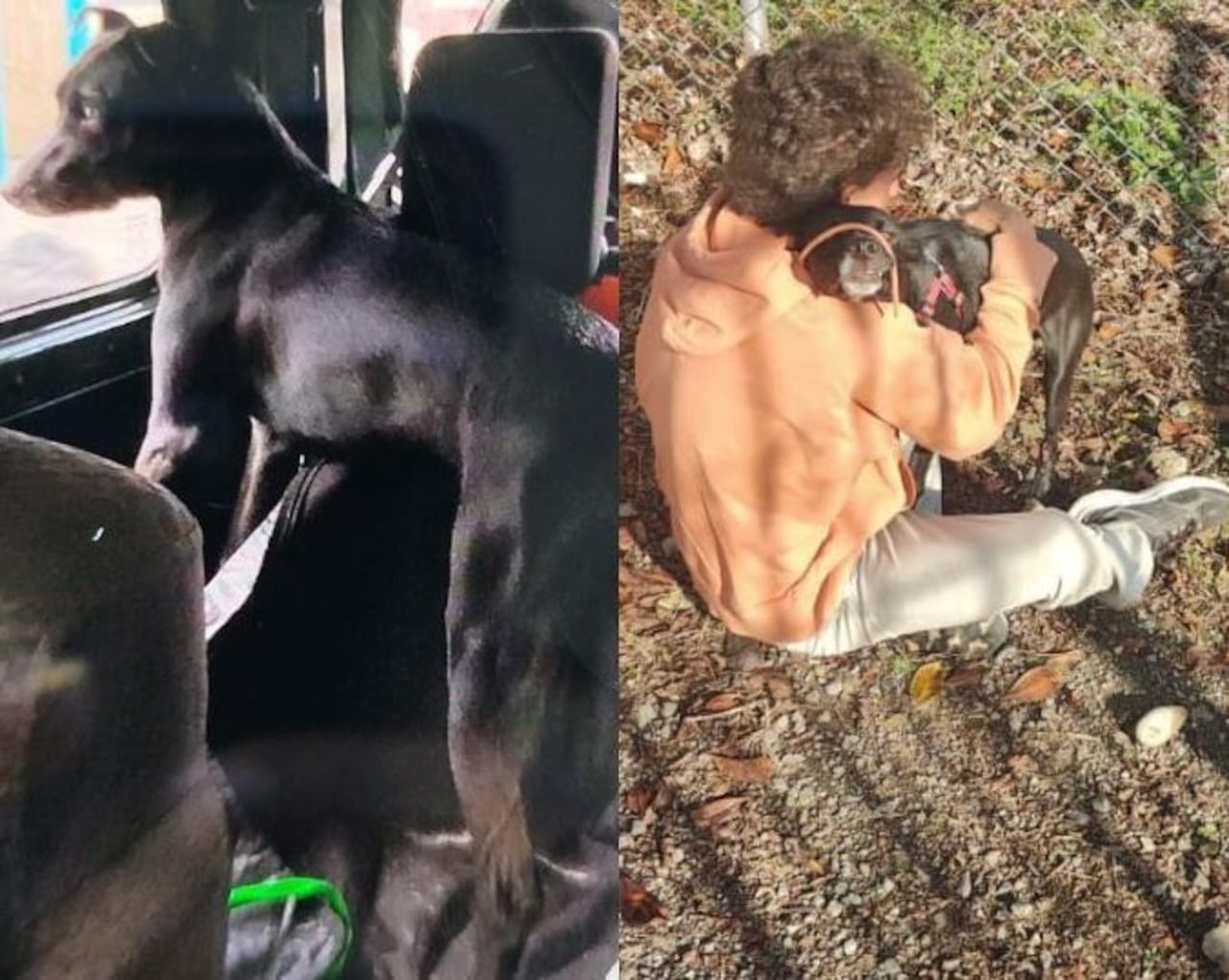 Este es el momento cuando se registró el reencuentro de Horuz con sus amos, en uno sector del norte de Popayán, Cauca.