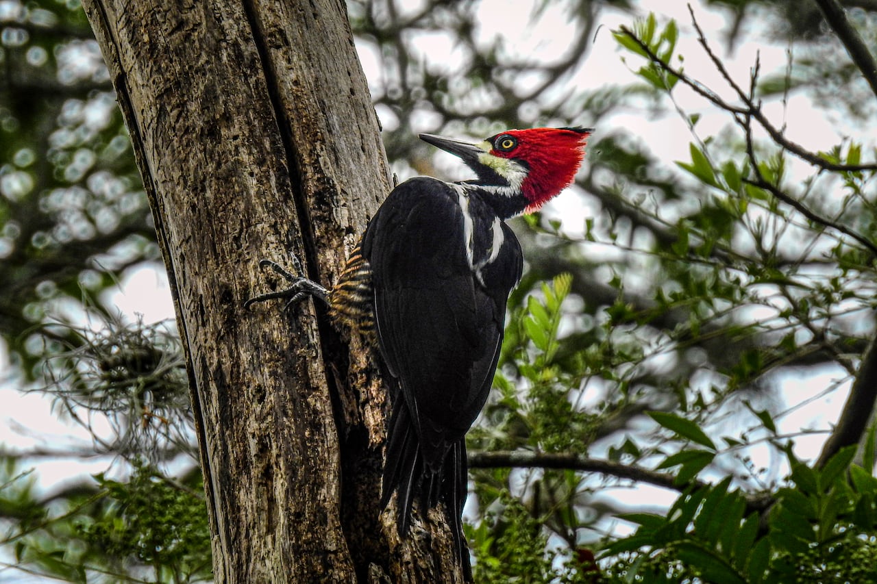 Reportaje gráfico. Humedales de Cali. Lago de las Garzas.