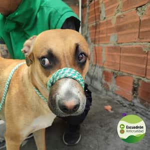 maltrato animal Bogotá