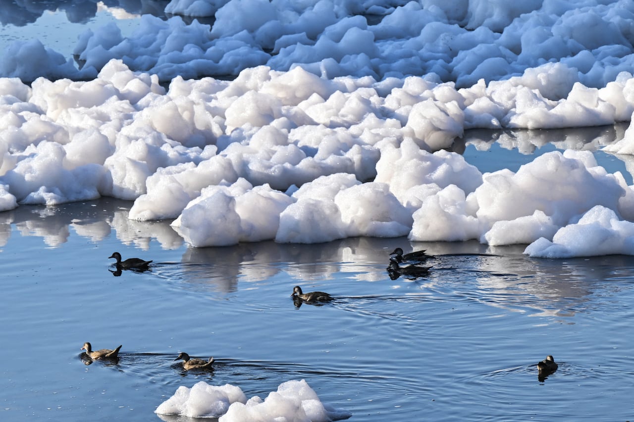 Los pájaros nadan en el río Tiete cubiertos con espuma tóxica en Salto, a 100 km de Sao Paulo, Brasil, el 7 de julio de 2023. El río Tiete tiene 1.100 km de largo y cruza el estado de Sao Paulo, y durante la estación seca, las aguas residuales que se vertido al río en la región metropolitana de Sao Paulo forma una espuma tóxica compuesta por fosfatos y fósforo presente en productos biodegradables para el hogar como jabón, detergente, jabón, pasta dental y champú, provocando contaminación.