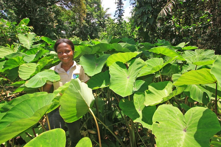 La papa china, o malanga, es un tubérculo que nace en suelos húmedos del océano Pacífico. Actualmente, las integrantes de la Asociación Amucib la están dando a conocer también en forma de chips o snacks, lo que les permite conquistar nuevos mercados. Esa es una de las iniciativas impulsadas por la FAO en el país.