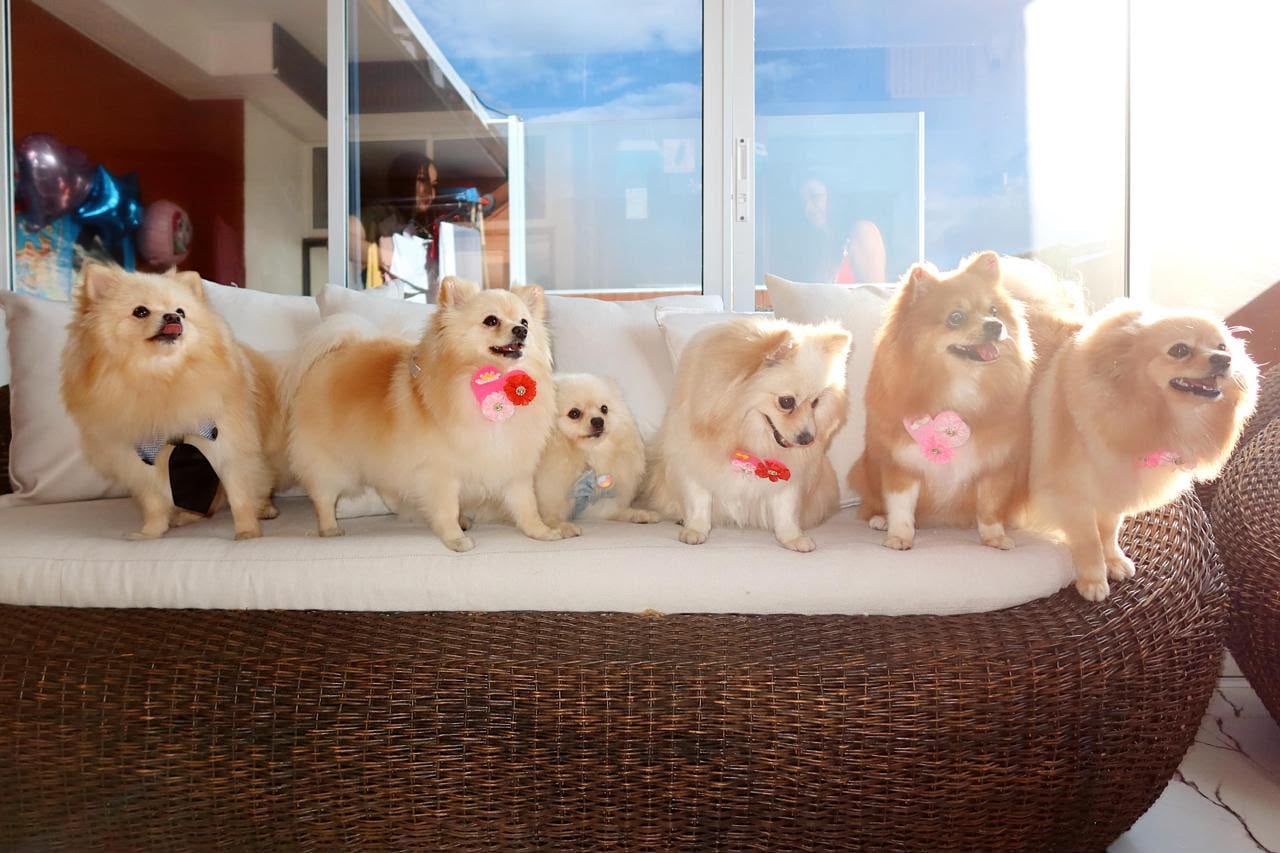 Cinco perros Pomerania fueron hurtados en Cali.