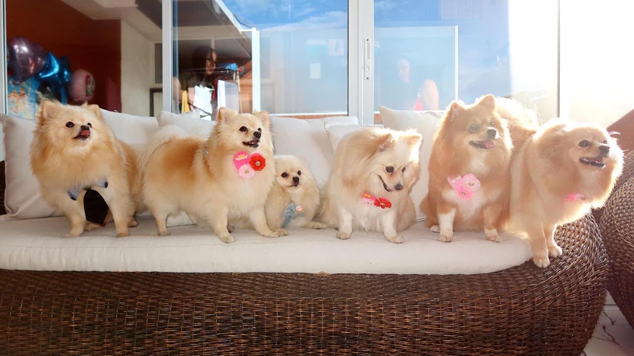 Cinco perros Pomerania fueron hurtados en Cali.