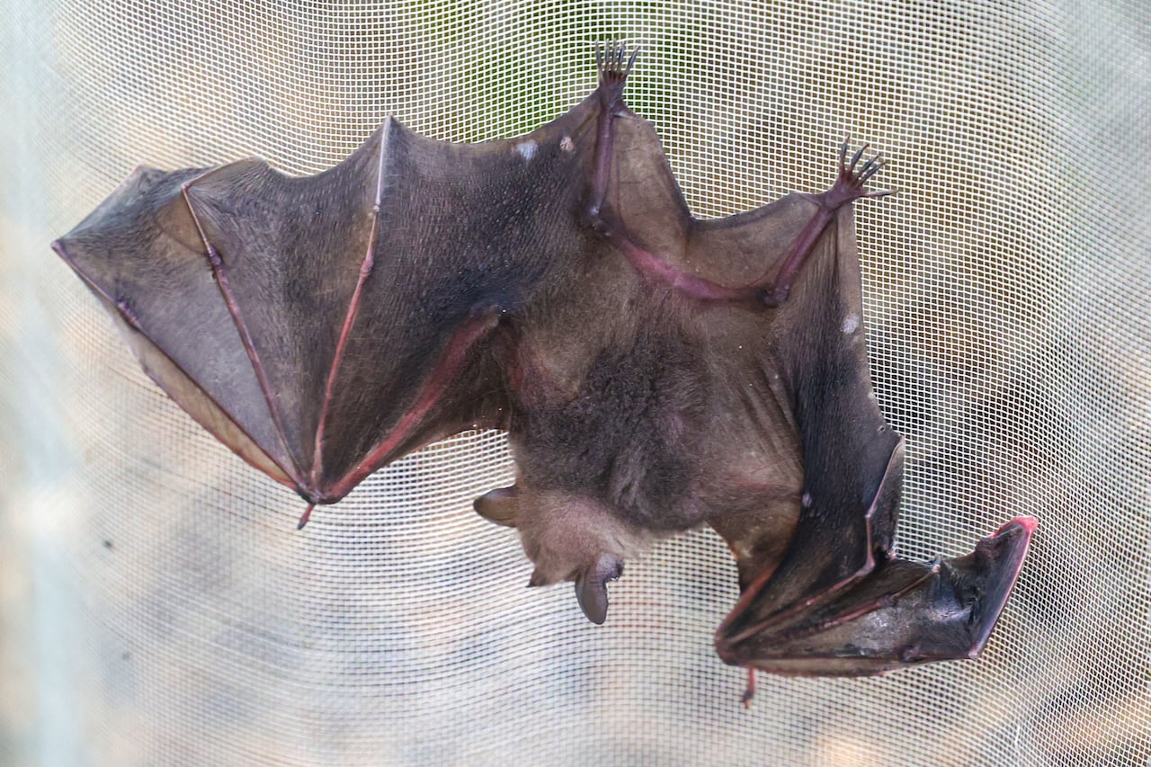 Murciélagos en Cali: aliados del ecosistema y víctimas de la desinformación