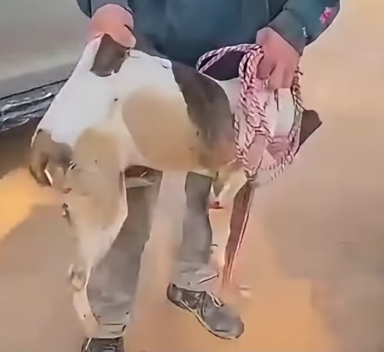 Casos de maltrato animal en Pitalito, Huila.