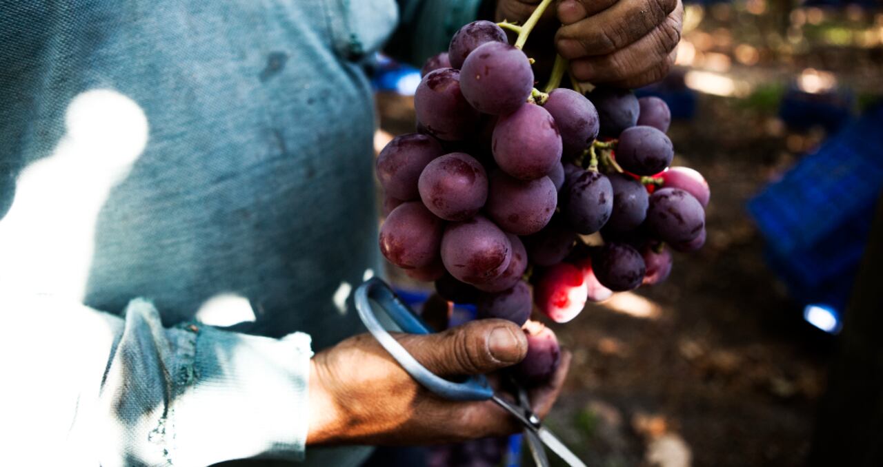 Colombia es uno de los principales mercados de las frutas chilenas