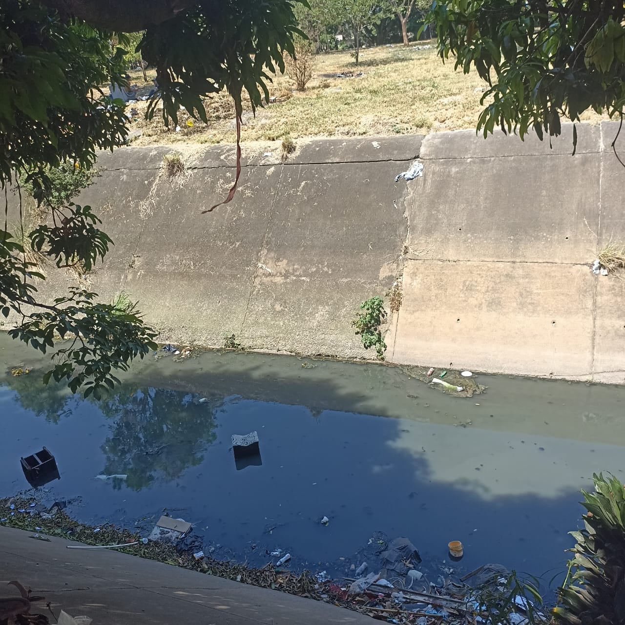 Habitantes de San Judas denuncian una alta proliferación de mosquitos en el sector cercano al caño CVC Sur y solicitan una jornada de fumigación.