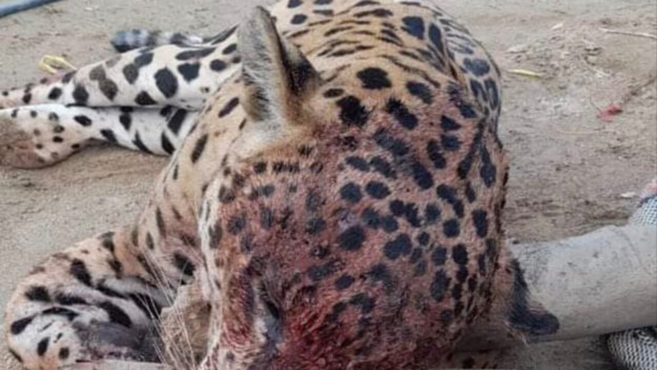Jaguar asesinado en la Sierra Nevada.