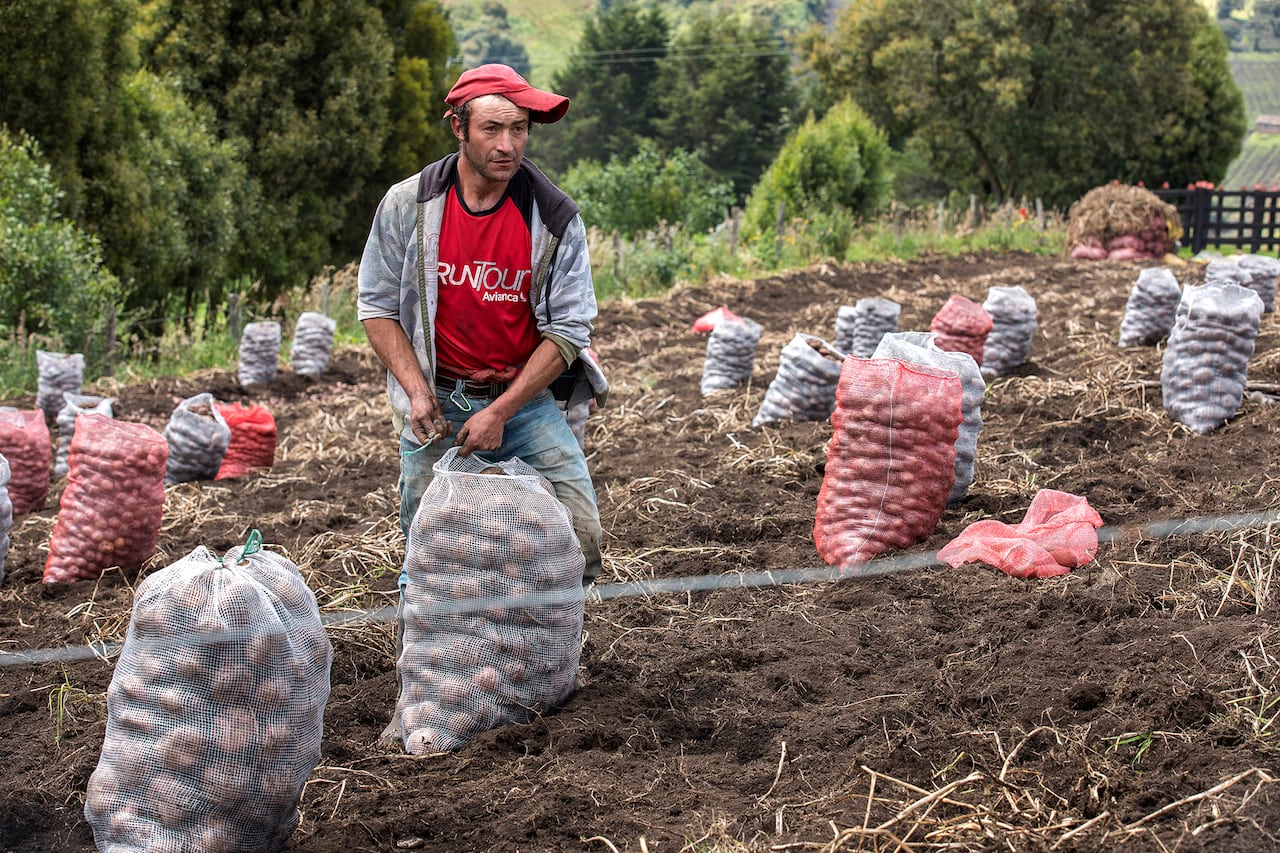 Cultivo papa Ventaquemada
