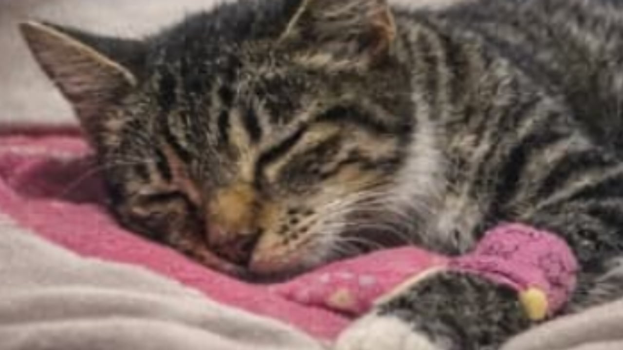 De acuerdo con el testimonio de sus cuidadores, el animal fue encontrado golpeado y en condiciones críticas.