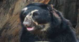 El oso Chucho es uno de los animales que habita en el zoológico de Barranquilla.